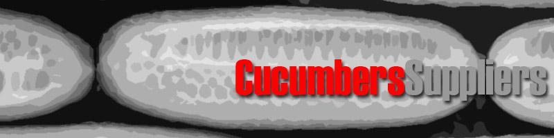 Wholesale Suppliers of Cucumbers
