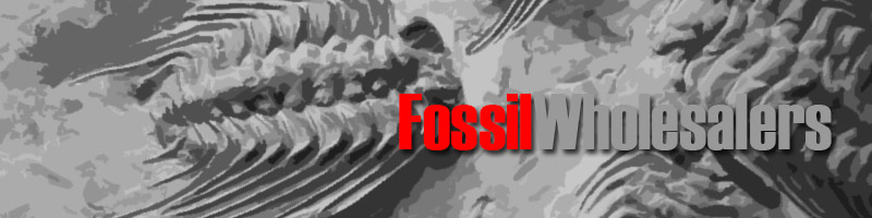 Fossil Distributors