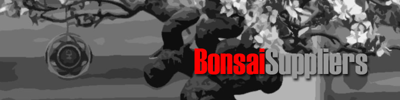 Wholesale Bonsai Suppliers