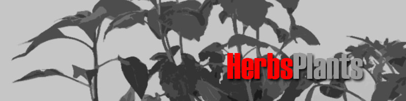 Wholesale Herb Plant Suppliers