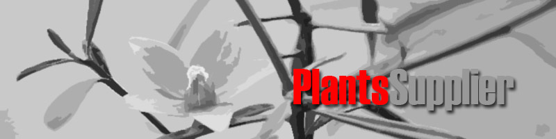 Plastic Plant Suppliers